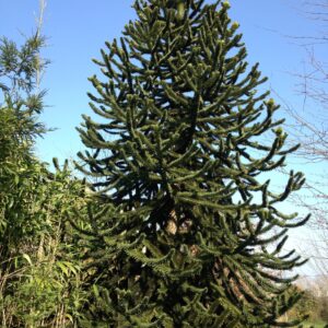 ARAUCARIA araucana  (Désespoir des singes)