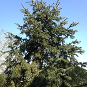 ABIES nordmanniana (Sapin du Caucase)
