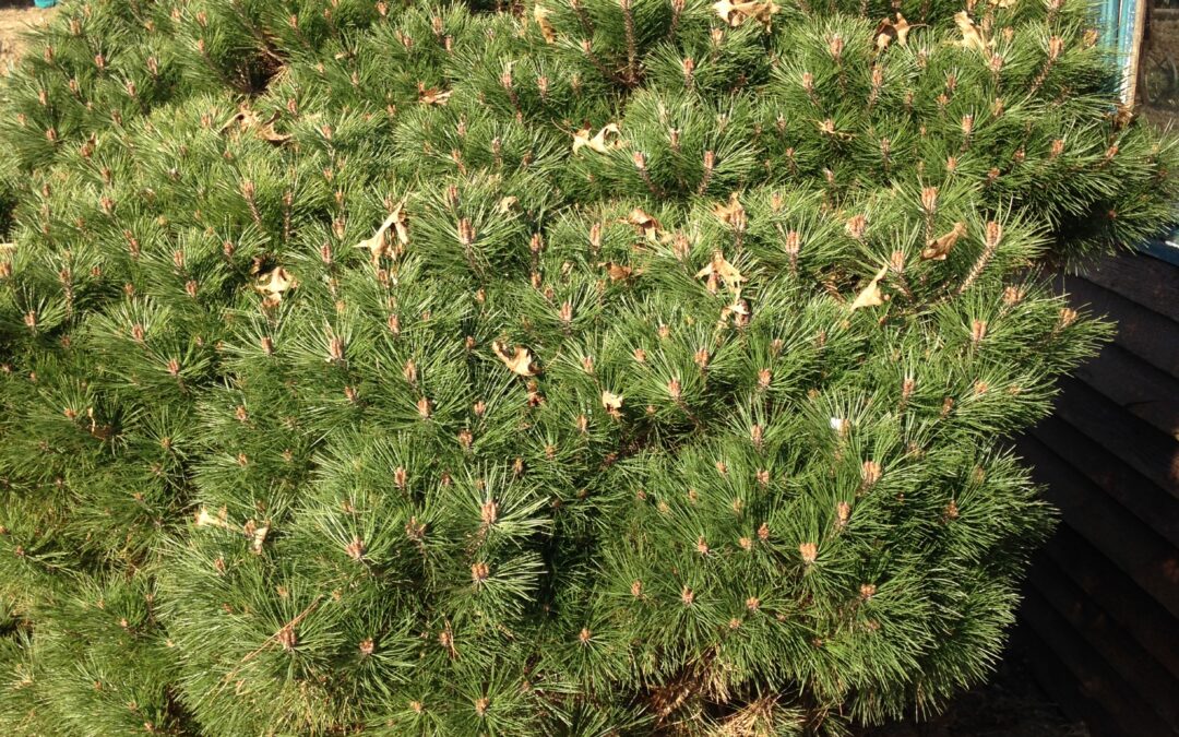 PINUS mugo ‘Mughus’ (Pin nain des montagnes)