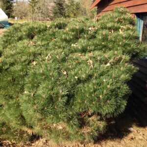 PINUS mugo 'Mughus' (Pin nain des montagnes)
