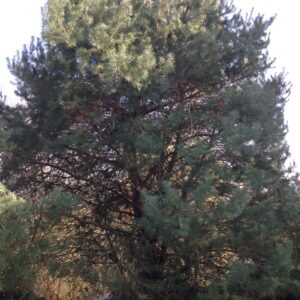 PINUS sylvestris (Pin sylvestre)