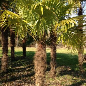 TRACHYCARPUS fortunei (= CHAMAEROPS excelsa) (Palmier chanvre)