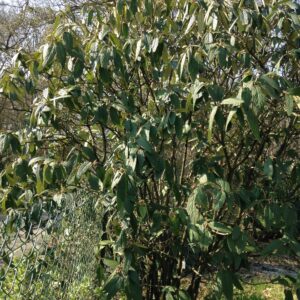 VIBURNUM rhytidophyllum (Viorne)