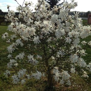 MAGNOLIA stellata