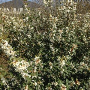OSMANTHUS X burkwoodii
