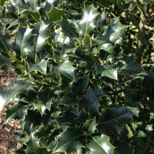 ILEX aquifolium  (Houx)