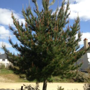 PINUS nigra 'Austriaca' (Pin noir d'Autriche)