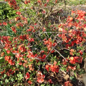 CHAENOMELES speciosa (Cognassier du Japon)