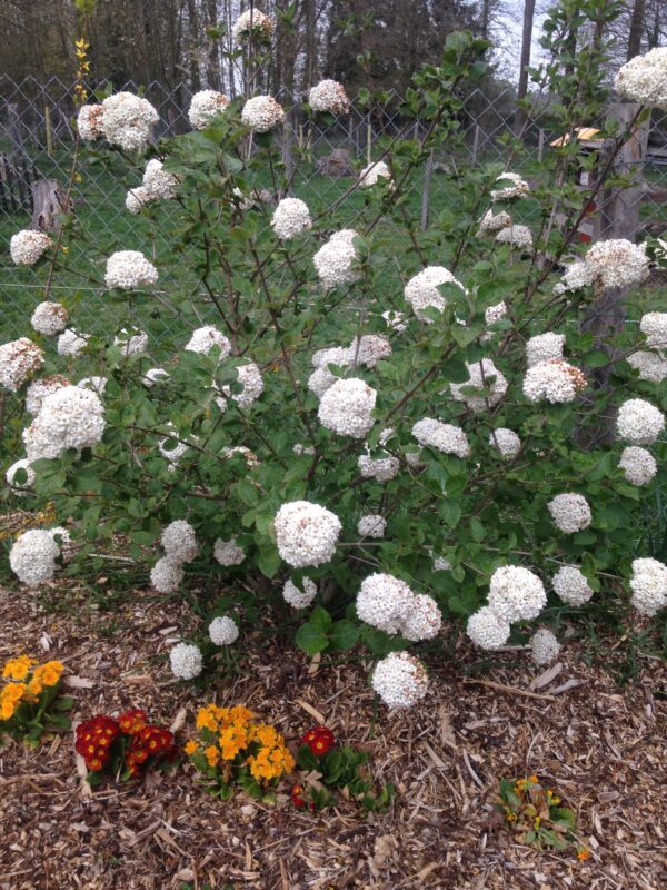 VIBURNUM x carlcephalum (Viorne) – Image 5