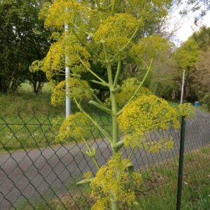 FERULA communis (Férule commune)