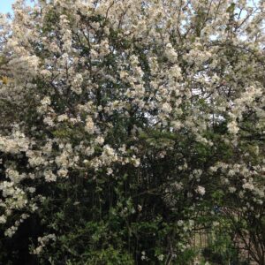 MALUS evereste 'Perpetu' (Pommier à fleurs)