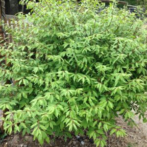 EUONYMUS alatus  (Fusain aile)