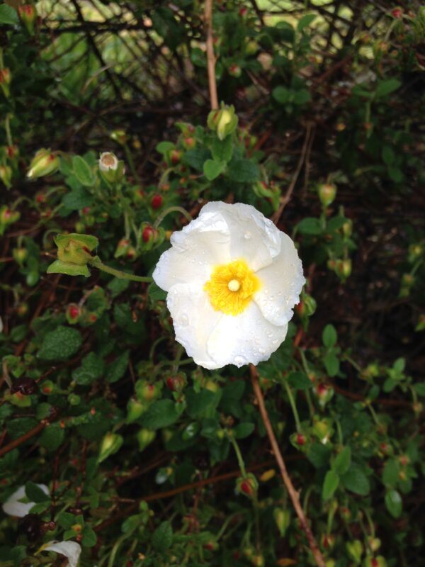 CISTUS x corbariensis  (Ciste blanche) – Image 2