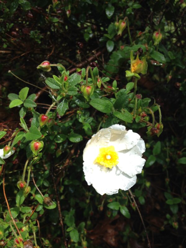 CISTUS x corbariensis  (Ciste blanche) – Image 3