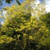 ROBINIA pseudoacacia 'Frisia' (Robinier doré) – Image 5