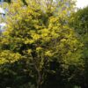 ROBINIA pseudoacacia 'Frisia' (Robinier doré) – Image 6