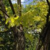 ROBINIA pseudoacacia 'Frisia' (Robinier doré) – Image 7