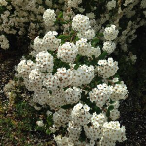 SPIREA X vanhouttei  (Spirée de Printemps)