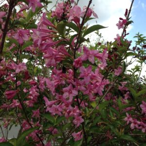WEIGELIA florida (Rose/blanc, Rouge, Rose, Blanc)