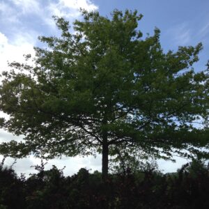QUERCUS palustris  (Chêne des marais)