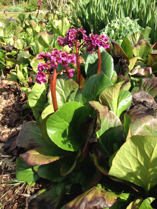 BERGENIA cordifolia – Image 5