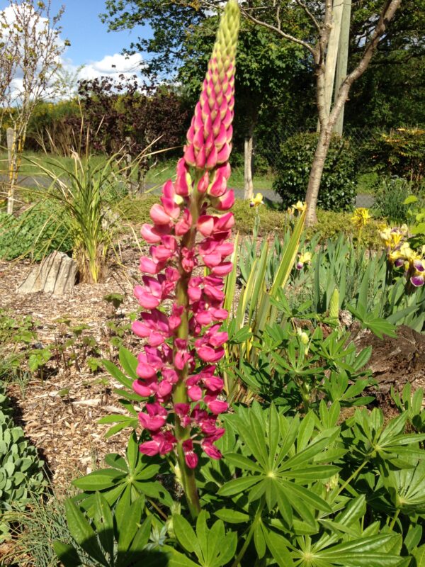LUPINUS hybride 'Russell' (Lupin couleurs variées) – Image 8