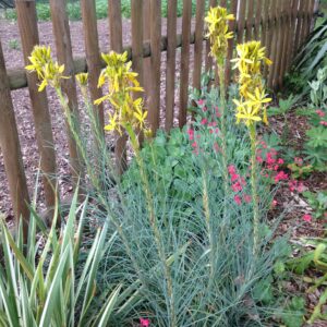 ASPHODELINE lutea (Asphodèle jaune)