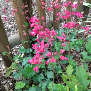 HEUCHERA brizoides 'Pluie de feu' (Heuchère rouge)