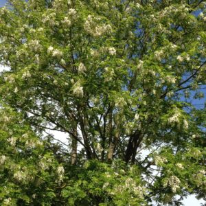 ROBINIA pseudoacacia   (Robinier / Faux acacia)