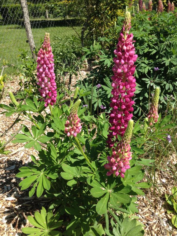 LUPINUS hybride 'Russell' (Lupin couleurs variées) – Image 5