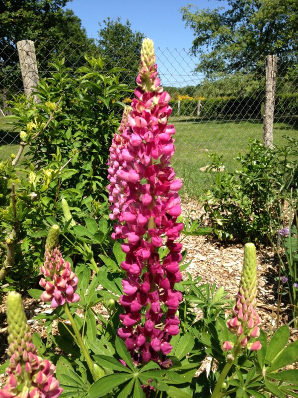 LUPINUS hybride 'Russell' (Lupin couleurs variées) – Image 6