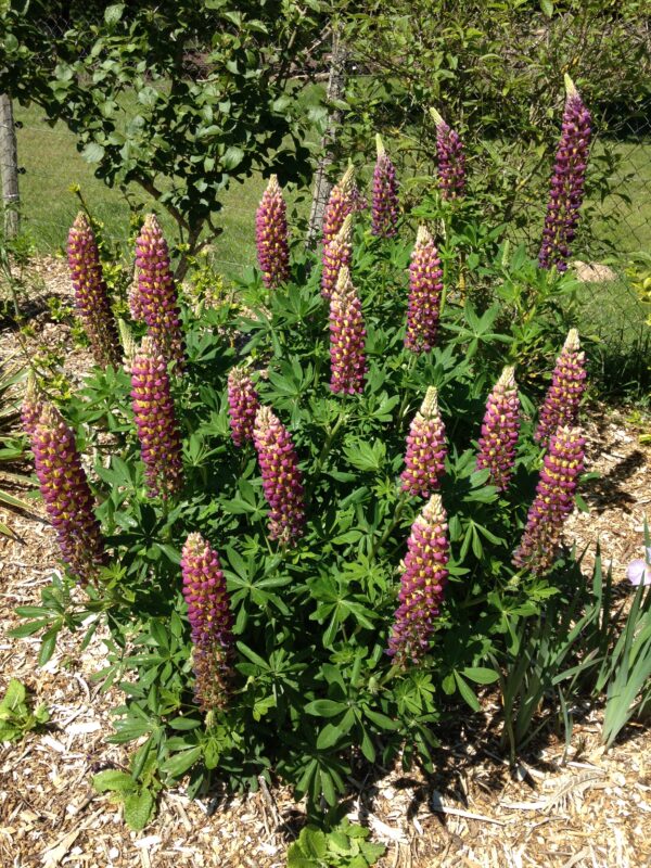 LUPINUS hybride 'Russell' (Lupin couleurs variées) – Image 3