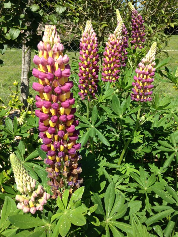 LUPINUS hybride 'Russell' (Lupin couleurs variées) – Image 2