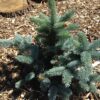PICEA pungens 'Glauca Globosa'  (Epicéa bleu nain du Colorado) – Image 2