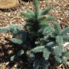 PICEA pungens 'Glauca Globosa'  (Epicéa bleu nain du Colorado) – Image 2