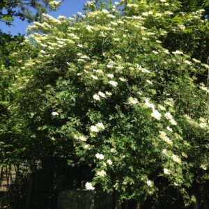 SAMBUCUS nigra  (Sureau noir)