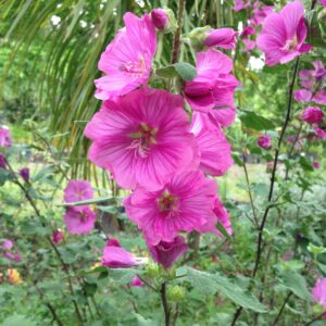 LAVATERA olbia 'Rosea'  (Lavatère rose)