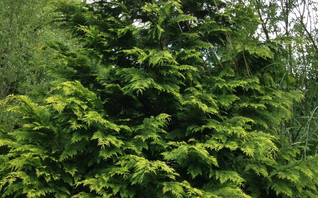 CHAMAECYPARIS lawsoniana ‘Ellwood’s gold’ (Faux cyprès doré)