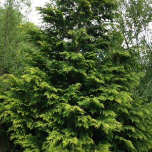 CHAMAECYPARIS lawsoniana 'Ellwood's gold' (Faux cyprès doré)