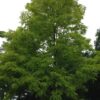 ROBINIA pseudoacacia 'Frisia' (Robinier doré)