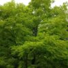 ROBINIA pseudoacacia 'Frisia' (Robinier doré) – Image 2