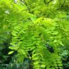 ROBINIA pseudoacacia 'Frisia' (Robinier doré) – Image 3