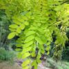 ROBINIA pseudoacacia 'Frisia' (Robinier doré) – Image 4