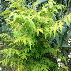 SAMBUCUS racemosa 'Sutherland gold' (Sureau noir doré)