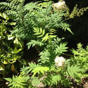 SORBARIA sorbifolia