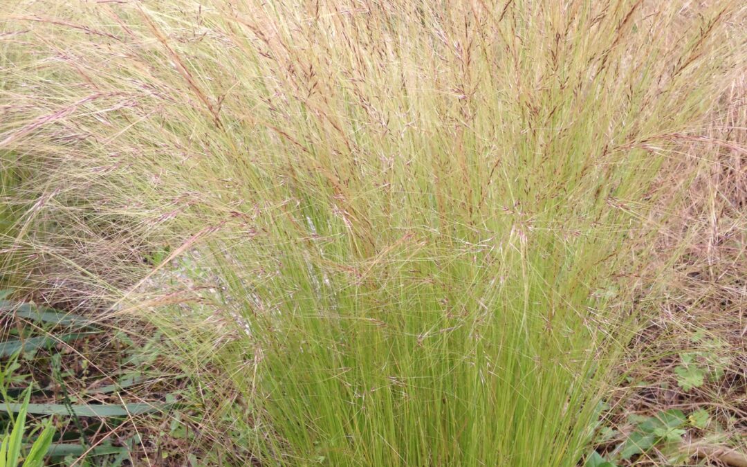 STIPA tenuifolia (Cheveux d’ange)