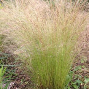 STIPA tenuifolia (Cheveux d'ange)