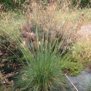 STIPA gigantea
