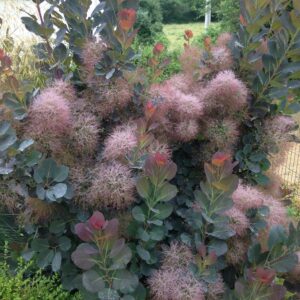 COTINUS coggygria  'Royal purple'   (Arbre à perruques pourpre)