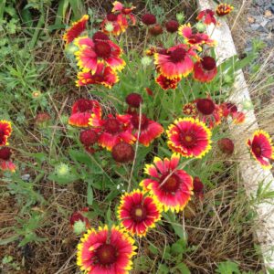 GAILLARDIA x hybrida 'Kobold' (Gaillarde naine).